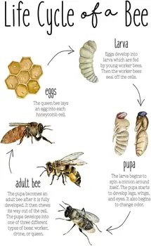 Elutsükli Mesilase Metallist Märgid Mesilaste Teadmisi Infographic Tina Laigud Bioloogia Haridus-Raua Plakatid Kodu Kooli Klubi
